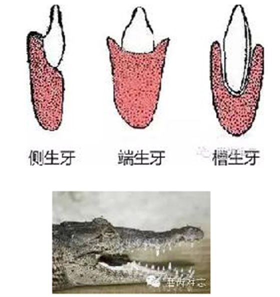 走進牙齒的故事，訴說千年的演變