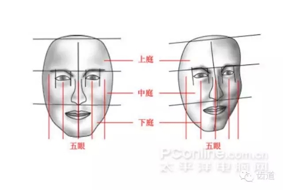 牙醫(yī)基礎(chǔ)知識：口腔頜面部應(yīng)用解剖生理