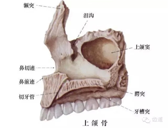 牙醫(yī)基礎(chǔ)知識：口腔頜面部應(yīng)用解剖生理