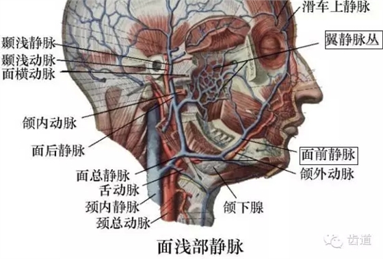 牙醫(yī)基礎(chǔ)知識：口腔頜面部應(yīng)用解剖生理