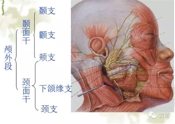 牙醫(yī)基礎(chǔ)知識：口腔頜面部應(yīng)用解剖生理