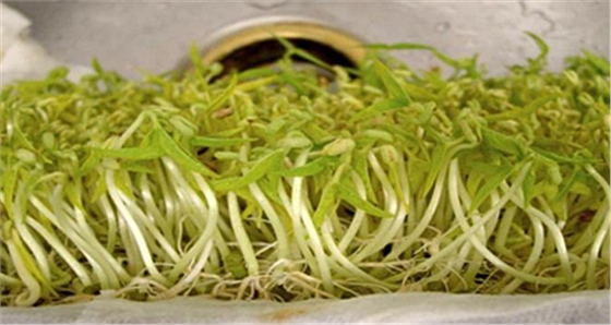 你知道綠豆芽是怎么種出來的嗎？疫情當(dāng)前解決吃菜問題