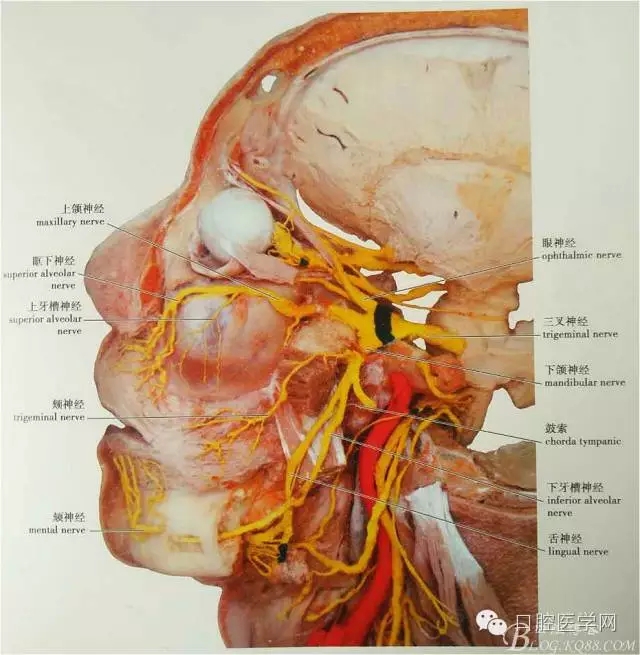 即使是老手也會(huì)失手的麻醉----下牙槽、舌、頰一次阻滯麻醉