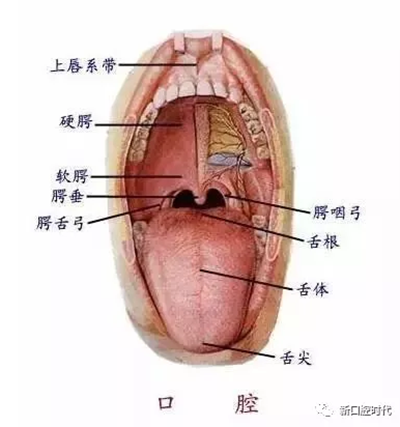 口腔科相關解剖圖