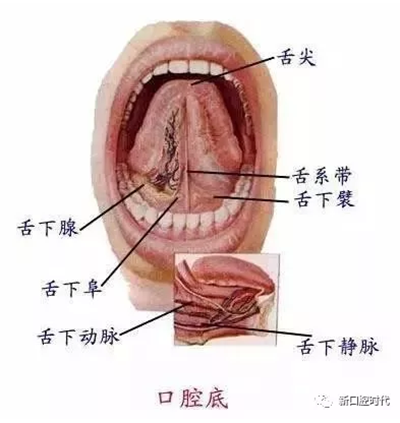 口腔科相關解剖圖