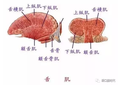 口腔科相關解剖圖