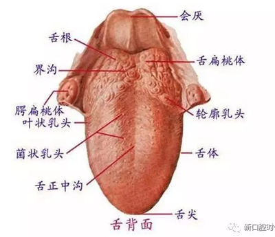 口腔科相關解剖圖