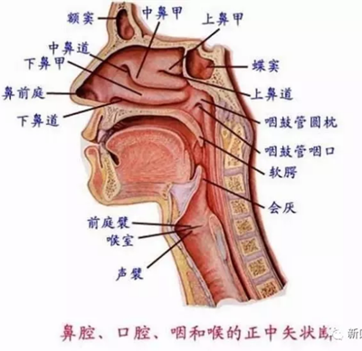 口腔科相關解剖圖