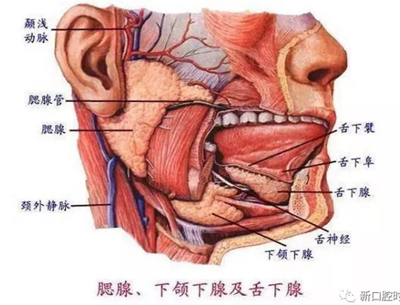 口腔科相關解剖圖