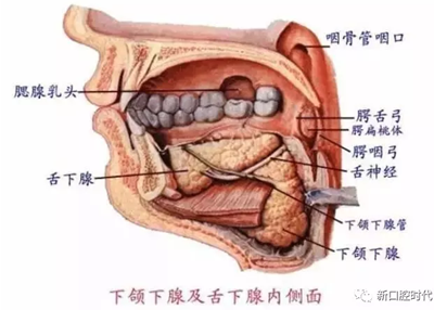 口腔科相關解剖圖