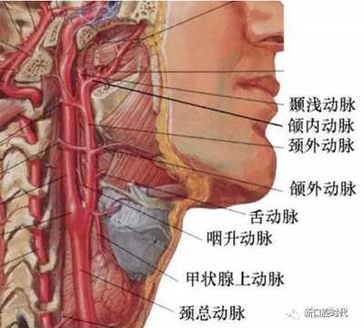 口腔科相關解剖圖