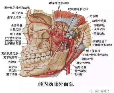 口腔科相關解剖圖