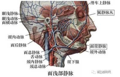 口腔科相關解剖圖