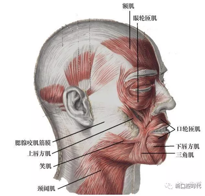 口腔科相關解剖圖