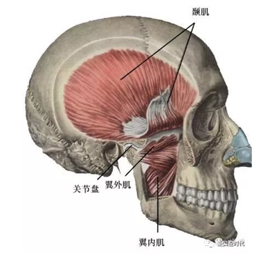 口腔科相關解剖圖