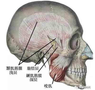 口腔科相關解剖圖