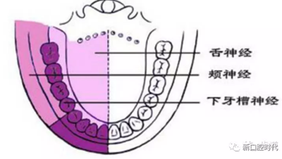 口腔科相關解剖圖