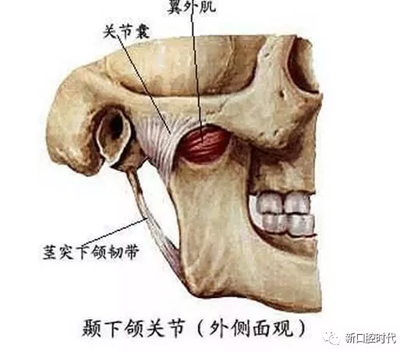 口腔科相關解剖圖