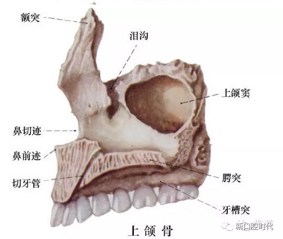 口腔科相關解剖圖