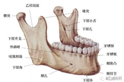 口腔科相關解剖圖