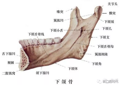 口腔科相關解剖圖