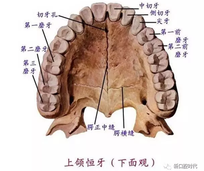 口腔科相關解剖圖