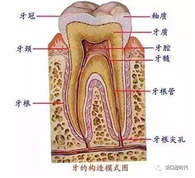 口腔科相關解剖圖